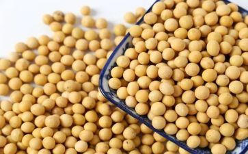 观察黄豆作文7篇