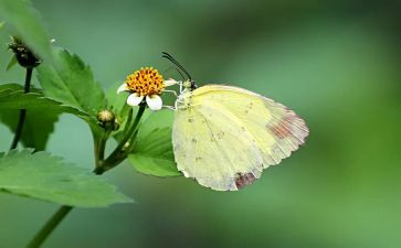 花蝴蝶教学反思6篇