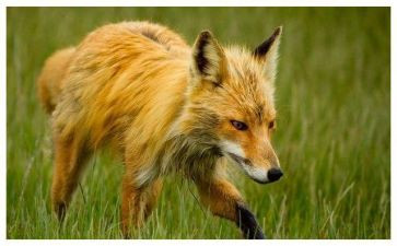 狡猾的狐狸游戏教案6篇