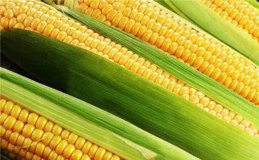 青储玉米买卖合同7篇