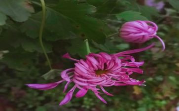 雏菊读后感6篇