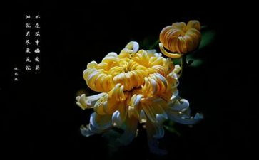 菊的魅力作文精选5篇
