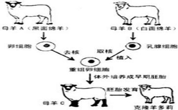 神奇的克隆教学反思6篇