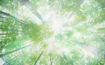 空气污染调查报告7篇