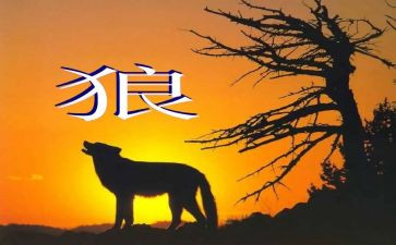 《狼》的读后感500字精选6篇