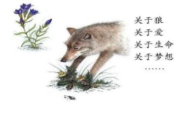 写《狼王梦》的读后感7篇
