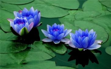 莲花作文600字作文8篇
