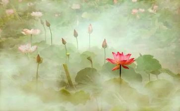 莲花池公园作文6篇