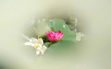 《莲花》作文参考8篇