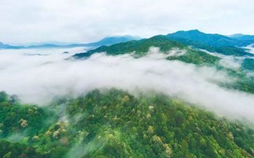 林业局编述职报告7篇