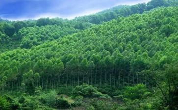 林业工程师评职称工作总结范文6篇