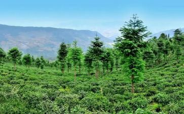 林业站工作个人总结模板6篇
