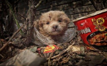 读流浪狗和流浪猫读后感优秀5篇