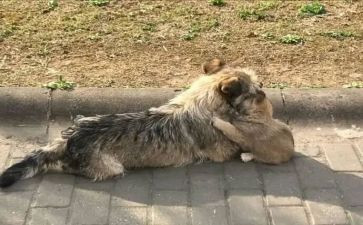 救流浪狗作文推荐6篇