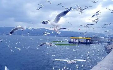 旅游管理专业自我鉴定最新6篇
