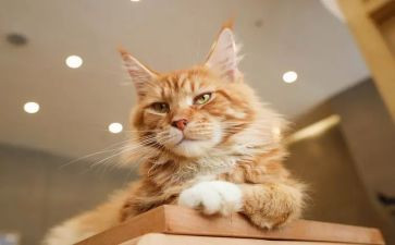 功夫熊猫英语小作文5篇