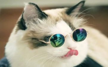 以猫为题的作文最新8篇