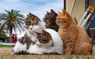 猫买卖协议合同模板8篇