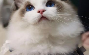 《猫》第二课时教案最新5篇