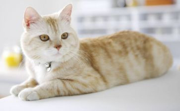 中班关于猫的教案精选6篇