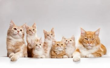 2023天猫的调研报告模板5篇