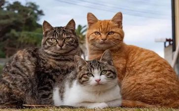 以猫为题的作文推荐5篇