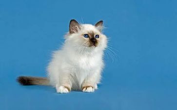 2023天猫的调研报告最新8篇