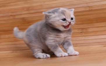 会飞的猫作文参考8篇