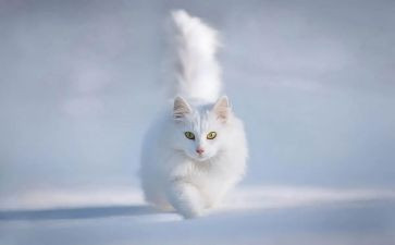2023天猫的调研报告7篇