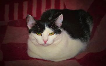4年级上册猫作文推荐5篇