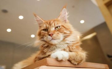 儿童画猫的教案6篇