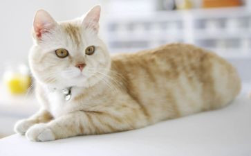 猫教案教学反思优质6篇