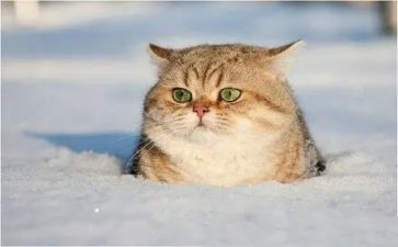 虎皮猫读后感8篇