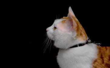 写动物猫的作文400字通用5篇