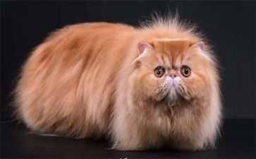 猫备课教案优秀7篇