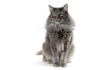 猫的作文400字四年级优秀作文优质8篇