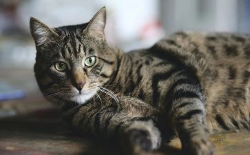 大个子猫和小个子老鼠的读后感最新5篇