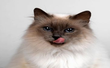猫的作文400字四年级优秀作文8篇