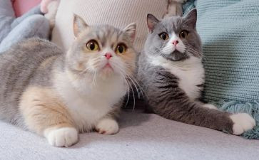 幼儿园中班熊猫教案6篇