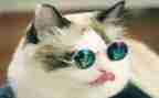猫和鱼的故事作文最新5篇