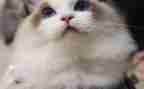 《猫》第二课时教案最新5篇