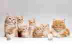2023天猫的调研报告模板5篇