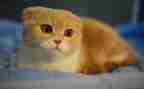 猫绘画教案推荐6篇