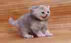 会飞的猫作文参考8篇