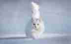 2023天猫的调研报告7篇
