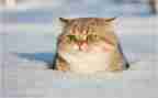 《猫》第二课时教案通用7篇