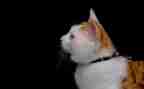 写动物猫的作文400字通用5篇