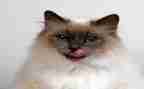 躲猫猫的游戏作文8篇