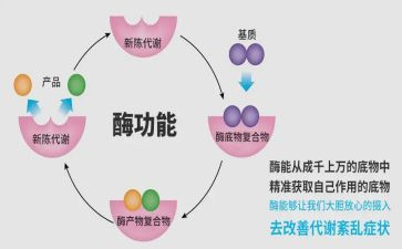 关于酶的调研报告5篇