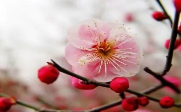 《梅花魂》的教学反思8篇